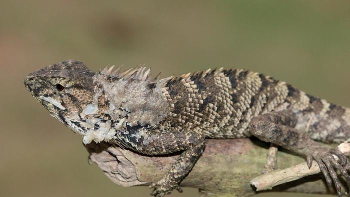 The garden lizard species, Calotes wangi, can be seen in the picture. Scientists have discovered the new iguana species in China and say the lizard has a unique distinguishing feature. (Photo Courtesy of Huang et al.)