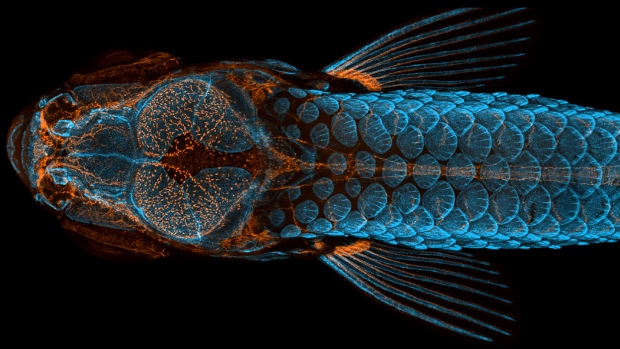 First place: Dorsal view of bones and scales (blue) and lymphatic vessels (orange) in a juvenile zebrafish by Daniel Castranova, Dr. Brant Weinstein & Bakary Samasa. (Courtesy of Nikon Small World)